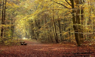 <i class='fa fa-user'></i>&nbsp;Ben Aalders&nbsp;|  Rustpunt in het bos&nbsp; <i class='fa fa-eye'>&nbsp;148</i> &nbsp;<i class='fa fa-thumbs-up'>&nbsp;1</i> &nbsp; <i class='fa fa-comment-o'>&nbsp;5</i>