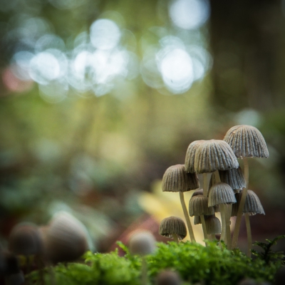 <i class='fa fa-user'></i>&nbsp;plaatjesmaker&nbsp;|  Coprinellus sp.&nbsp; <i class='fa fa-eye'>&nbsp;135</i> &nbsp; <i class='fa fa-comment-o'>&nbsp;2</i>