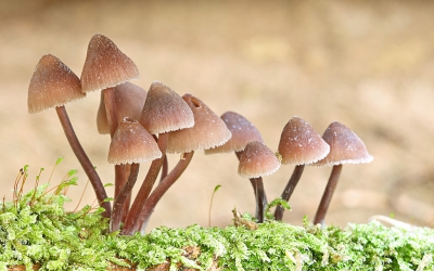 <i class='fa fa-user'></i>&nbsp;Pieter  LJ&nbsp;|  Grote Bloedsteelmycena&nbsp; <i class='fa fa-eye'>&nbsp;151</i> &nbsp; <i class='fa fa-comment-o'>&nbsp;2</i>