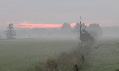 Ik ben sinds vandaag lid van Nederpix en dacht ik plaats gelijk een foto! :). Deze foto heb ik gemaakt in het Binnenveld van Wageningen op een zomerochtend om 6:40. Ik was op weg naar een plekje waar ik reewild wilde fotograferen toen ik deze reegeit tegenkwam. Ik had ze hier niet verwacht. Na enkele foto's van het ree zag ik dat de opkomende zon wel mooie kleuren gaf aan de omgeving. Daarom alles uitgepakt en een iets ruimer beeld gefotografeerd. Mijn selectie is gevallen op deze foto waar het ree volledig dwars stond en met kop omhoog. Ik ben nog maar sinds april 2016 bezig met fotografie dus tips zijn zeker welkom!