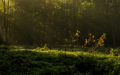<i class='fa fa-user'></i>&nbsp;plaatjesmaker&nbsp;|  Een strookje licht in het donkere Horsterwold&nbsp; <i class='fa fa-eye'>&nbsp;135</i> &nbsp; <i class='fa fa-comment-o'>&nbsp;1</i>