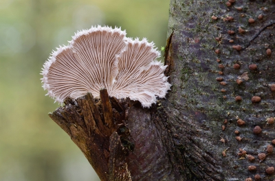 <i class='fa fa-user'></i>&nbsp;Johan van Gurp&nbsp;|  Waaiertje&nbsp; <i class='fa fa-eye'>&nbsp;136</i> &nbsp; <i class='fa fa-comment-o'>&nbsp;3</i>