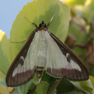 <i class='fa fa-user'></i>&nbsp;huub machiels&nbsp;|  Buxusmot&nbsp; <i class='fa fa-eye'>&nbsp;167</i> &nbsp;<i class='fa fa-thumbs-up'>&nbsp;5</i> &nbsp; <i class='fa fa-comment-o'>&nbsp;9</i>