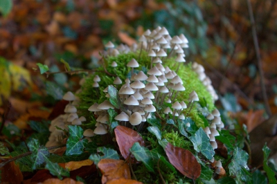 Tijdens een paddenstoelenexcursie op het Landgoed Soelen werden er allerlei zeldzame paddenstoelsoorten gevonden. Een paddenstoel kan echter ook algemeen en mooi zijn! Bijvoorbeeld deze bundelmycena, die zoals zijn naam al doet vermoeden, altijd in een groepje groeit. Ik vond zelf de herfstkleuren op de achtergrond het een erg mooi geheel maken.