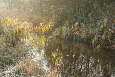 <i class='fa fa-user'></i>&nbsp;B.M.Schouten-Ruis&nbsp;|  Sloot met mist&nbsp; <i class='fa fa-eye'>&nbsp;163</i> &nbsp; <i class='fa fa-comment-o'>&nbsp;5</i>