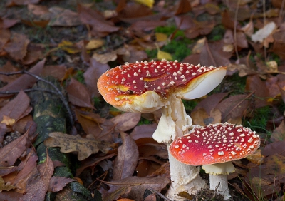 Gemaakt in een stuk bos dat recentelijk bij Nationaal Park de Hoge Veluwe is getrokken las ik.
Er staan daar ook Jeneverbessen maar die zijn niet meer te zien zonder de toegangsprijs voor het park te betalen. Helaas.