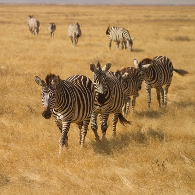 <i class='fa fa-user'></i>&nbsp;John K&nbsp;|  Gewone Zebra&nbsp; <i class='fa fa-eye'>&nbsp;168</i> &nbsp; <i class='fa fa-comment-o'>&nbsp;3</i>