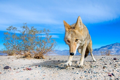 <i class='fa fa-user'></i>&nbsp;Marcel van Kammen&nbsp;|  Prairiewolf of Coyote&nbsp; <i class='fa fa-eye'>&nbsp;508</i> &nbsp;<i class='fa fa-thumbs-up'>&nbsp;24</i> &nbsp; <i class='fa fa-comment-o'>&nbsp;12</i>