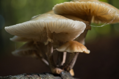 Deze foto heb ik gemaakt op een zonnige ochtend met een macrolens. De camera heb ik op een plastic zak op de grond gezet.