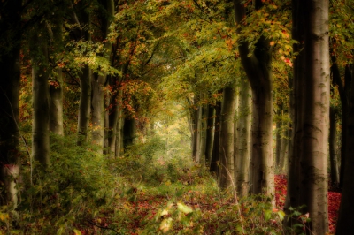 <i class='fa fa-user'></i>&nbsp;plaatjesmaker&nbsp;|  Dromerig herfstbos&nbsp; <i class='fa fa-eye'>&nbsp;330</i> &nbsp;<i class='fa fa-thumbs-up'>&nbsp;1</i> &nbsp; <i class='fa fa-comment-o'>&nbsp;25</i>