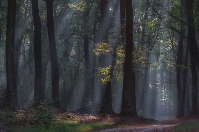 <i class='fa fa-user'></i>&nbsp;Sander Klein Hesselink&nbsp;|  Speulderbos&nbsp; <i class='fa fa-eye'>&nbsp;132</i> &nbsp; <i class='fa fa-comment-o'>&nbsp;4</i>