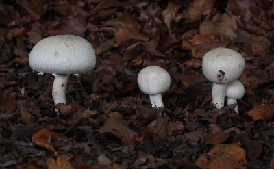 <i class='fa fa-user'></i>&nbsp;Ad Sprang&nbsp;|  Champignon sp.&nbsp; <i class='fa fa-eye'>&nbsp;114</i> &nbsp; <i class='fa fa-comment-o'>&nbsp;6</i>