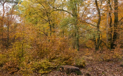 <i class='fa fa-user'></i>&nbsp;plaatjesmaker&nbsp;|  Herfst op het Nationaal Park&nbsp; <i class='fa fa-eye'>&nbsp;156</i> &nbsp; <i class='fa fa-comment-o'>&nbsp;6</i>