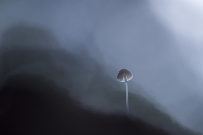 <i class='fa fa-user'></i>&nbsp;daan de vos&nbsp;|  Mycena sp.&nbsp; <i class='fa fa-eye'>&nbsp;516</i> &nbsp;<i class='fa fa-thumbs-up'>&nbsp;8</i> &nbsp; <i class='fa fa-comment-o'>&nbsp;10</i>