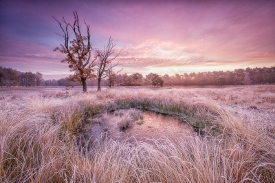 De weersomstandigheden voor deze ochtend waren nachtvorst en lichte mist. Hierdoor was alles mooi aangevroren. Als bonus kwam de zon op met een fraaie roze gloed