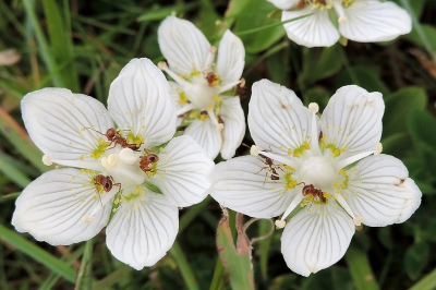 <i class='fa fa-user'></i>&nbsp;A. Soeting&nbsp;|  Parnassia&nbsp; <i class='fa fa-eye'>&nbsp;85</i> &nbsp; <i class='fa fa-comment-o'>&nbsp;2</i>
