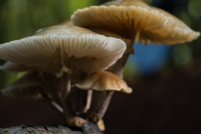 Deze foto is gemaakt tijdens een zonnige ochtend. Camera is op de grond geplaatst.
