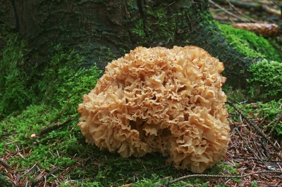 Een paar weken geleden was ik een midweekje in de Ardennen. heerlijk gestruind daar door de bossen en o.a. deze mooie sponszwam gevonden. Mooi, helder weer.