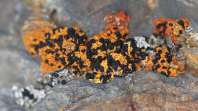 <i class='fa fa-user'></i>&nbsp;Robert Rodenburg&nbsp;|  Lecidea silacea&nbsp; <i class='fa fa-eye'>&nbsp;140</i> &nbsp; <i class='fa fa-comment-o'>&nbsp;2</i>