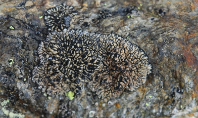 <i class='fa fa-user'></i>&nbsp;Robert Rodenburg&nbsp;|  Sporastatia testudinea&nbsp; <i class='fa fa-eye'>&nbsp;151</i> &nbsp; <i class='fa fa-comment-o'>&nbsp;6</i>