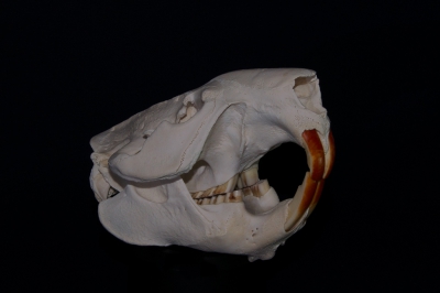 <i class='fa fa-user'></i>&nbsp;Schollevaer&nbsp;|  Bever&nbsp; <i class='fa fa-eye'>&nbsp;315</i> &nbsp; <i class='fa fa-comment-o'>&nbsp;15</i>