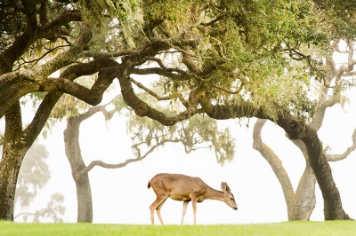 Hoewel het niet echt een fotoreis naar Amerika was, heb ik tijdens het rondreizen toch her en der nog wat beestjes op de foto kunnen krijgen. Witstaartherten waren het algemeenst, maar toen ik deze prachtige bomen zag staan en er een paar herten in de buurt liepen heb ik toch even op de rem van de auto getrapt. Mijn hoop was dat er 1 onder- of voor de boog langsliep en toen dat eindelijk zo was heb ik 3 keer op het knopje gedrukt. Dat waren mijn enigste foto's van deze herten, maar mooier dan dit werd het wat mij betreft toch niet. Kortom: ik ben er wel blij mee!