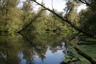 <i class='fa fa-user'></i>&nbsp;annekemartin&nbsp;|  Brabantse Biesbosch&nbsp; <i class='fa fa-eye'>&nbsp;95</i> &nbsp; <i class='fa fa-comment-o'>&nbsp;3</i>