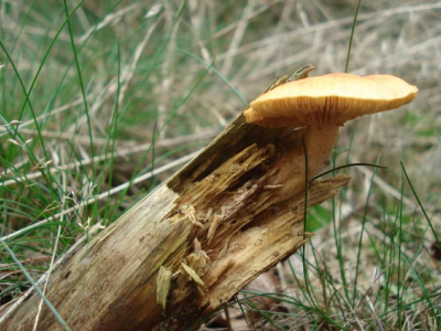 Een leuk klein paddestoeltje op het uiteinde van een afgebroken tak in het bos. De paddestoel was in het echt ongeveer 3 centimeter! Deze heb ik dus met macrostand moeten maken. Gemaakt met Sony Cyber-shot W30.
