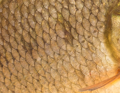 Detail van de schubben en het zijlijnorgaan van een kroeskarper. Het gefotografeerde gebied ligt direct achter de rechterkieuw. 

Tijdens de jaarlijkse Natuurwerkdag werd deze vis van 10 cm gevangen. De soort is op zijn retour door inbreeding met een exoot, de giebel. Genetisch zuivere kroeskarpers worden daardoor  zeldzaam. Deze is wel zuiver, wat bleek uit dna-onderzoek waarvoor een minuscuul stukje vin wordt gebruikt. De vis is gefotografeerd in een cuvet en weer losgelaten.