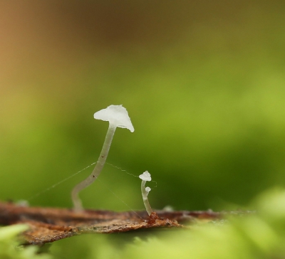 <i class='fa fa-user'></i>&nbsp;Willy&nbsp;|  Kleine Beukenbladmycena&nbsp; <i class='fa fa-eye'>&nbsp;108</i> &nbsp;<i class='fa fa-thumbs-up'>&nbsp;1</i> &nbsp; <i class='fa fa-comment-o'>&nbsp;1</i>