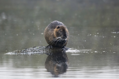 Hij kwam eerst recht op me af zwemmen, schrok zich een ongeluk toen hij me vlak voor zich zag en verdween onder water. Die is verdwenen dacht ik. Maar even later ging hij zich doodgemoedereerd zitten poetsen op een klein eilandje in de buurt.  Hier poetst hij zijn tanden met z'n zwart-leren handschoenen. Zwemvliezen zijn hier ook mooi te zien.