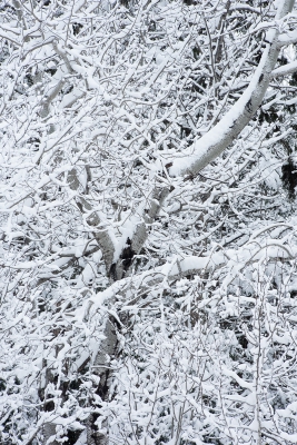 <i class='fa fa-user'></i>&nbsp;Jan Luit&nbsp;|  Besneeuwde Bomen&nbsp; <i class='fa fa-eye'>&nbsp;107</i> &nbsp; <i class='fa fa-comment-o'>&nbsp;5</i>
