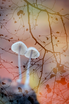 <i class='fa fa-user'></i>&nbsp;YvonneYfra&nbsp;|  Late herfst&nbsp; <i class='fa fa-eye'>&nbsp;389</i> &nbsp;<i class='fa fa-thumbs-up'>&nbsp;18</i> &nbsp; <i class='fa fa-comment-o'>&nbsp;23</i>