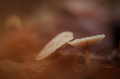 <i class='fa fa-user'></i>&nbsp;Sam Dijkstra&nbsp;|  Trechterzwam sp.&nbsp; <i class='fa fa-eye'>&nbsp;96</i> &nbsp; <i class='fa fa-comment-o'>&nbsp;4</i>