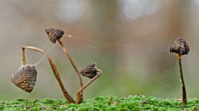 <i class='fa fa-user'></i>&nbsp;Johan van Gurp&nbsp;|  Mycena sp.&nbsp; <i class='fa fa-eye'>&nbsp;155</i> &nbsp;<i class='fa fa-thumbs-up'>&nbsp;5</i> &nbsp; <i class='fa fa-comment-o'>&nbsp;6</i>