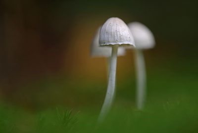 <i class='fa fa-user'></i>&nbsp;Pieter  LJ&nbsp;|  Mycena sp.&nbsp; <i class='fa fa-eye'>&nbsp;142</i> &nbsp;<i class='fa fa-thumbs-up'>&nbsp;5</i> &nbsp; <i class='fa fa-comment-o'>&nbsp;4</i>