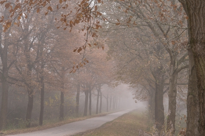 <i class='fa fa-user'></i>&nbsp;plaatjesmaker&nbsp;|  Mistige weg door het Horsterwold&nbsp; <i class='fa fa-eye'>&nbsp;134</i> &nbsp; <i class='fa fa-comment-o'>&nbsp;2</i>