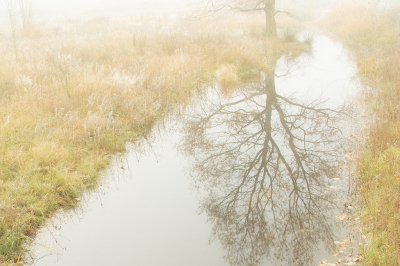 <i class='fa fa-user'></i>&nbsp;Henri van Vliet&nbsp;|  Eik in het Beekbergerwoud&nbsp; <i class='fa fa-eye'>&nbsp;124</i> &nbsp; <i class='fa fa-comment-o'>&nbsp;3</i>