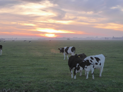 De temperatuur zakt zeer snel naar 0 graden Celsius.
De koeien zoeken elkaars warmte.