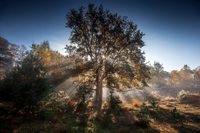 <i class='fa fa-user'></i>&nbsp;Ruud Peters&nbsp;|  Herfstlicht&nbsp; <i class='fa fa-eye'>&nbsp;142</i> &nbsp; <i class='fa fa-comment-o'>&nbsp;4</i>