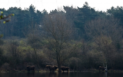 <i class='fa fa-user'></i>&nbsp;Eef Kieft&nbsp;|  Wisent&nbsp; <i class='fa fa-eye'>&nbsp;167</i> &nbsp; <i class='fa fa-comment-o'>&nbsp;2</i>