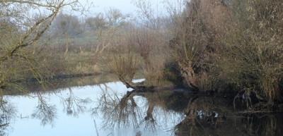 Afgelopen zaterdag met mistig en koud weer de Biesbosch in gedoken.gewelig mooi gebied dat er over 5 jaar totaal anders uit zal zien dan nu.  we gaan het bij gezondheid en wel zijn beleven , en ik hoop jullie daar middels mijn foto,s  getuigen van te laten zijn