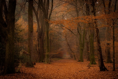 <i class='fa fa-user'></i>&nbsp;gertjan&nbsp;|  Beukenbos&nbsp; <i class='fa fa-eye'>&nbsp;198</i> &nbsp;<i class='fa fa-thumbs-up'>&nbsp;7</i> &nbsp; <i class='fa fa-comment-o'>&nbsp;8</i>