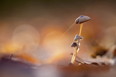 <i class='fa fa-user'></i>&nbsp;Sam Dijkstra&nbsp;|  Mycena sp.&nbsp; <i class='fa fa-eye'>&nbsp;153</i> &nbsp;<i class='fa fa-thumbs-up'>&nbsp;3</i> &nbsp; <i class='fa fa-comment-o'>&nbsp;3</i>