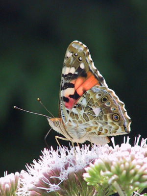 Distelvlinder op vlinderstruik bij mij in de tuin