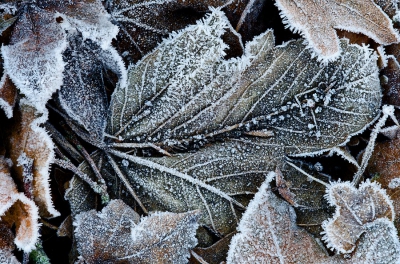 <i class='fa fa-user'></i>&nbsp;Johan van Gurp&nbsp;|  Licht winterse bladeren&nbsp; <i class='fa fa-eye'>&nbsp;123</i> &nbsp; <i class='fa fa-comment-o'>&nbsp;2</i>