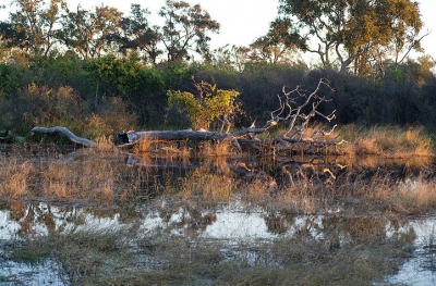<i class='fa fa-user'></i>&nbsp;Fantabulous&nbsp;|  Okavango landschap&nbsp; <i class='fa fa-eye'>&nbsp;121</i> &nbsp; <i class='fa fa-comment-o'>&nbsp;0</i>