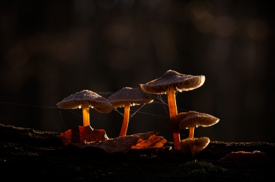 <i class='fa fa-user'></i>&nbsp;gertjan&nbsp;|  Mycena sp.&nbsp; <i class='fa fa-eye'>&nbsp;220</i> &nbsp;<i class='fa fa-thumbs-up'>&nbsp;7</i> &nbsp; <i class='fa fa-comment-o'>&nbsp;4</i>