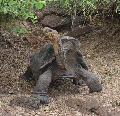 In de loop van de eeuwen zijn bij deze soort reuzenschildpad de poten en nek naar steeds langer gevolueerd, zodat hij in rotsachtige gebieden de blaadjes van de struiken kan eten.
