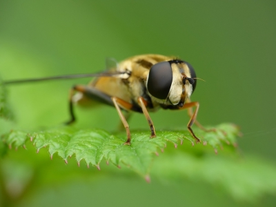 Op een warme zonnige dag zat deze direct naast het wandelpad op een blad van een doornstruik. Wandelpad door een beekdallandschap.